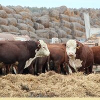 МСХ РК презентовало законопроект «О личном подсобном хозяйстве» в Мажилисе