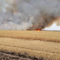 Пожары в Костанайской области не нанесли значительного ущерба АПК- Минсельхоз Казахстана