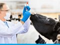 В Казахстане утвердили пятилетний план развития ветеринарии с акцентом на экспорт и цифровизацию