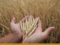 Казахстан предложил новые инициативы по развитию растениеводства и кооперации в ЕАЭС
