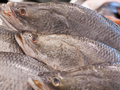 Казахстан наращивает объемы рыбоводства и экспорта рыбной продукции