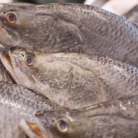 Казахстан наращивает объемы рыбоводства и экспорта рыбной продукции