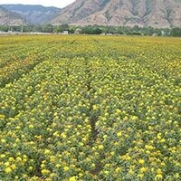 Отечественные производители сафлора столкнулись с проблемой экспорта своей продукции в Китай