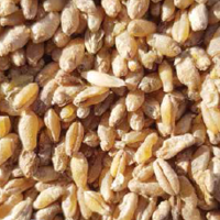 Фузариоз зерна: когда миллиграммы против тысяч тонн