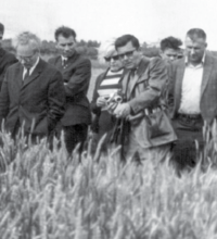 Американские сорта пшеницы на казахстанской земле: испытание временем