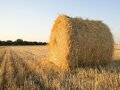 В Казахстане к зимовке заготовлено свыше 36 млн тонн кормов