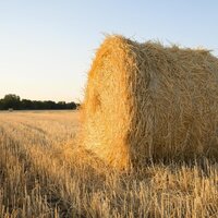 Казахстанские аграрии заготовили более 20 млн тонн сена