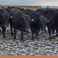 Минсельхоз Казахстана исключит пять видов субсидирования в животноводстве