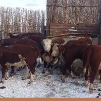 В ноябре павлодарские фермеры завезли 100 телок породы герефорд из Хакасии на общую сумму 64 млн. тенге