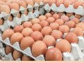 Птицефабрика «Ақкөл Құс» увеличит производство до 200 млн яиц в год