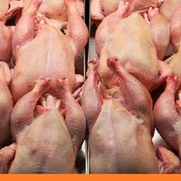 В Северо-Казахстанской области открыли птицефабрику мощностью 5 тыс тонн мяса птицы в год