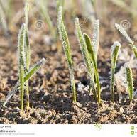 На севере и востоке страны в ближайшие дни ожидаются заморозки