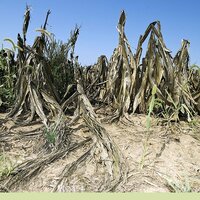 Аграриям Жамбылской области возместят потери из-за засухи - Премьер-министр РК