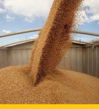 С января текущего года Казахстан вводит субсидирование стоимости зерна