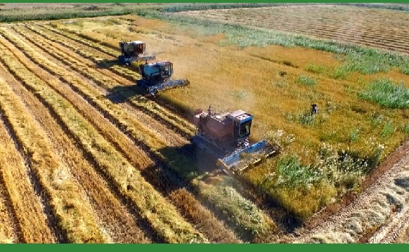 Рисом единым: кызылординские и южнокорейские дехкане обменяются мастер-классами по выращиванию белого зерна