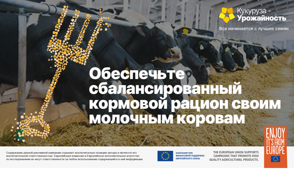 Молочным коровам — сбалансированный кормовой рацион 