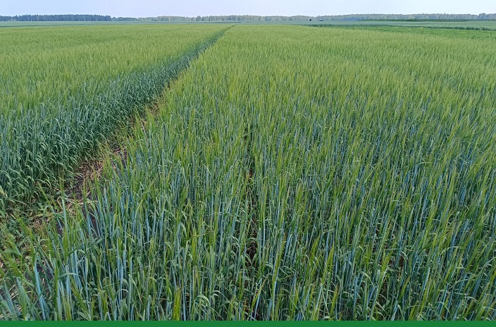 КАС ДАЕТ ШАНС