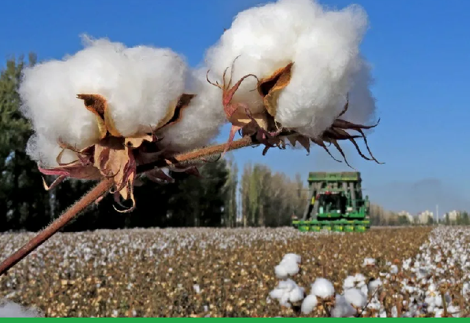 В Казахстане 25 000 хозяйств занимаются хлопководством, которые производят 300 тысяч тонн хлопка-сырца в год