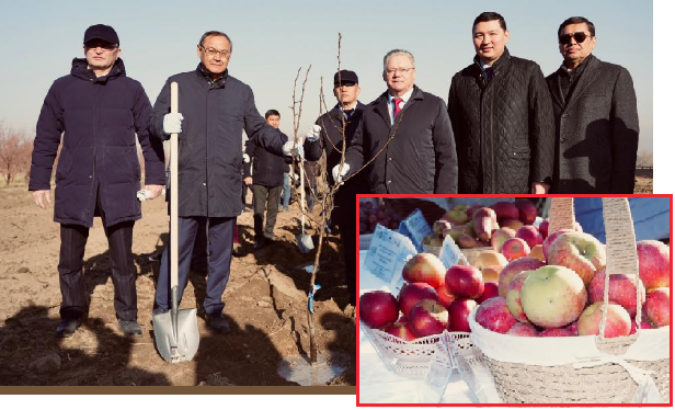 Казахстан и Россия реализуют совместный проект по развитию интенсивного садоводства