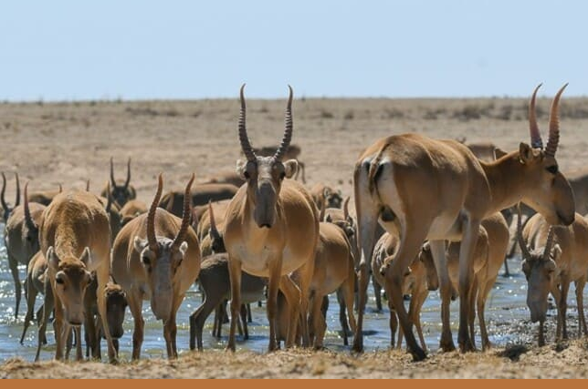 Численность сайги в Казахстане достигла рекордного уровня в четыре миллиона особей