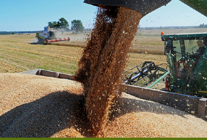 Акмолинская область стала лидером страны по валовому сбору зерна