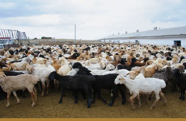 Казахстан продлил ограничения на вывоз овец, коз и бычков