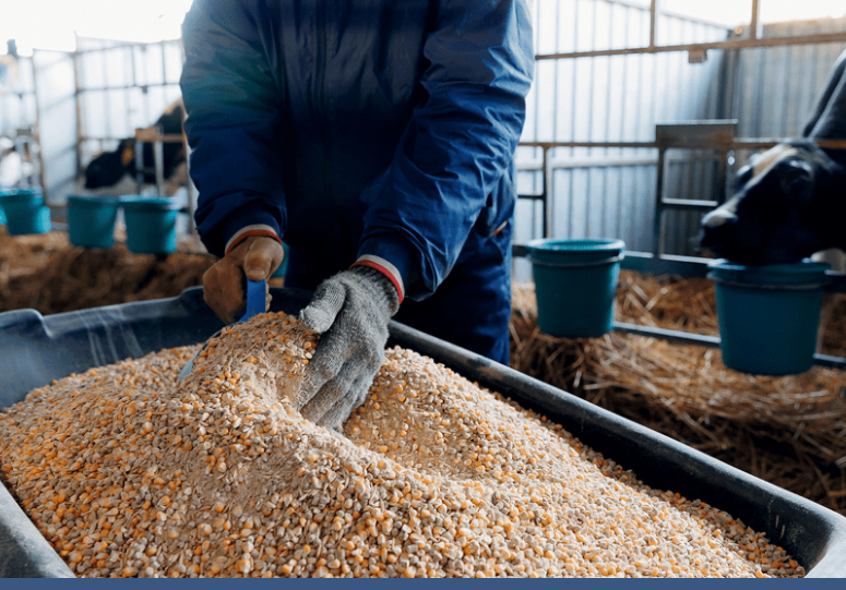 Золотая жила: экспорт казахстанских кормов для сельхозживотных за несколько лет вырос в 100 раз