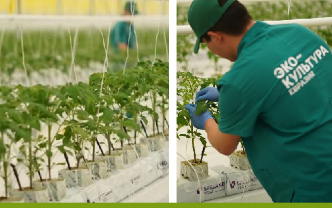 В Туркестанской области заработал новый тепличный комплекс мощностью 27 000 тонн овощной продукции в год 