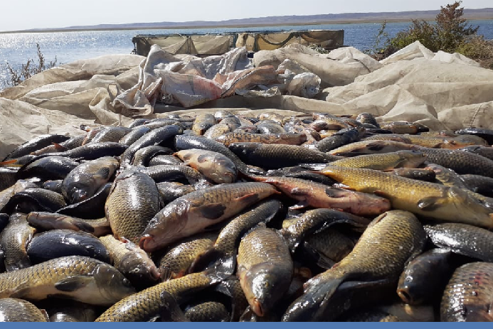 В Казахстане в ближайшие пять лет планируется реализовать 44 крупных проекта в сфере рыбного хозяйства 