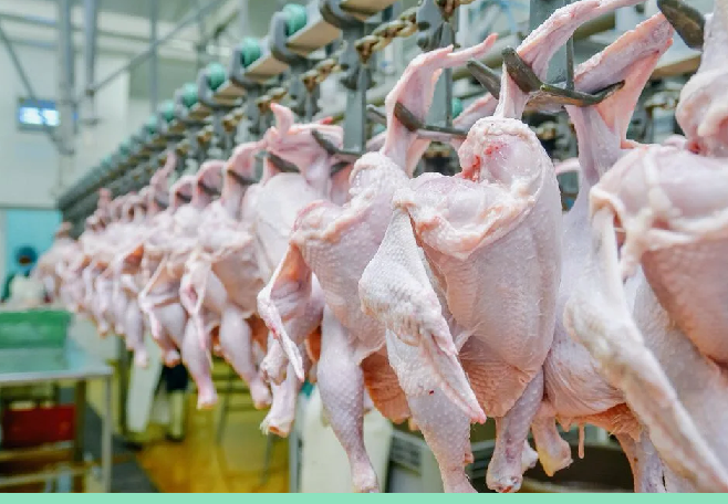 За 10 месяцев казахстанские птицефабрики произвели свыше 360 тысяч тонн мяса