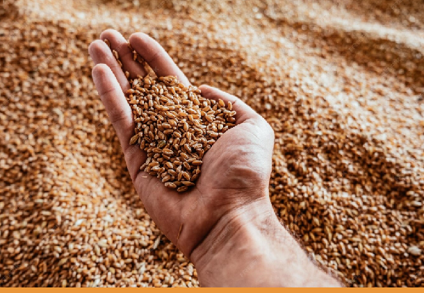 500 млн долларов вложит китайский инвестор в переработку зерна в Акмолинской области