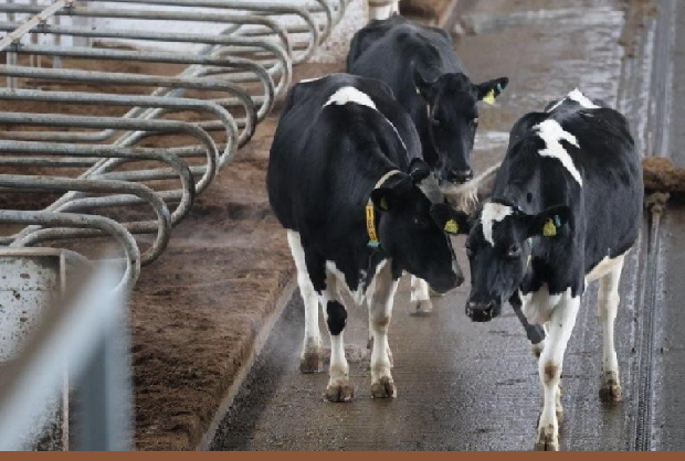 Цифровая ферма в центре Акмолинской области: в Аккольском районе появились роботы-дояры