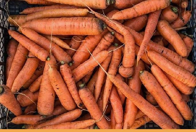 Казахстан планирует ввести запрет на вывоз моркови сроком на три месяца 