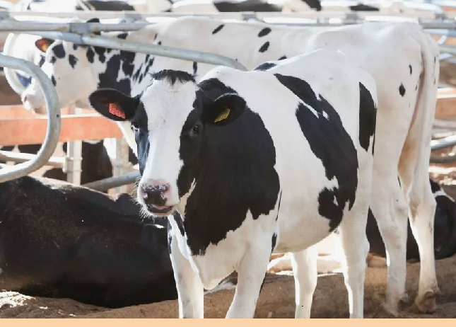 Из Дании в Алматинскую область доставлены племенные нетели высокопродуктивных пород «Голштин-Фриз» и «Джерси»