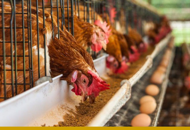На юге Казахстана построят крупную птицефабрику стоимостью 9 млрд тенге