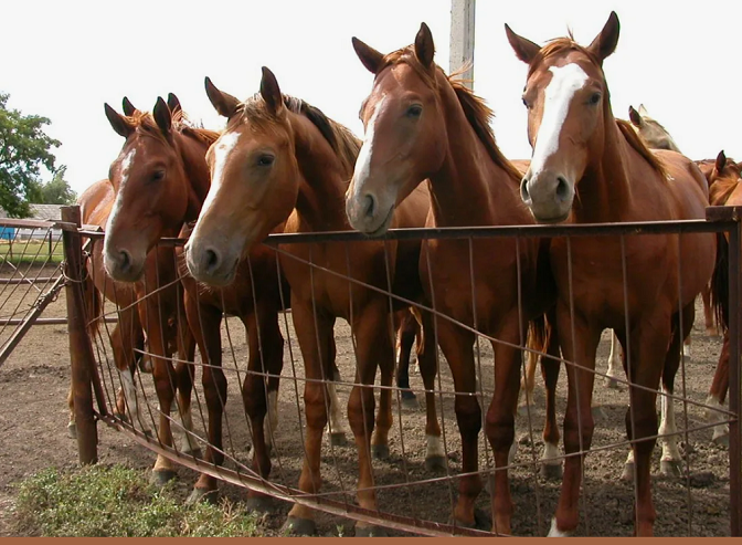 В Актюбинской области в 2026 году завершится строительство Научно-исследовательского института коневодства 