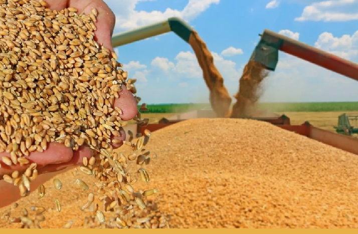 На 28 октября казахстанские аграрии намолотили 26,9 млн тонн зерна