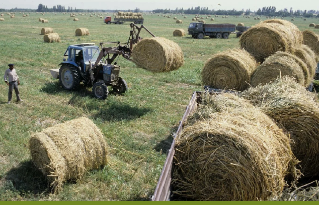 В Казахстане на 26 октября заготовлено 37,8 млн тонн кормов