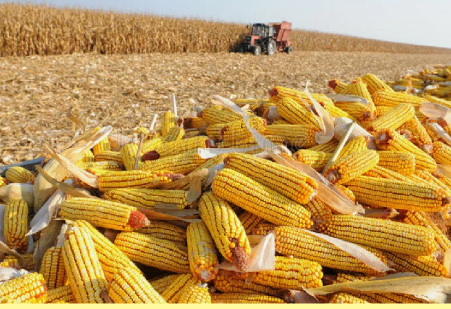Афганистан готов закупать у Казахстана до 1 млн тонн кукурузы ежегодно