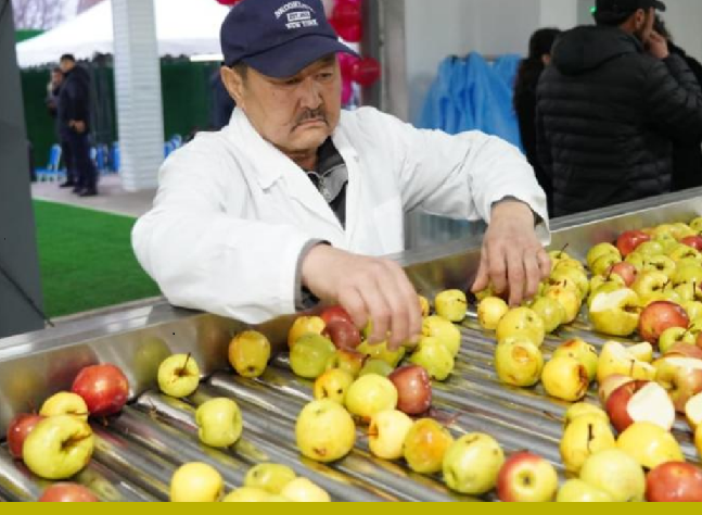Завод по глубокой переработке фруктов и ягод запущен в Туркестанской области