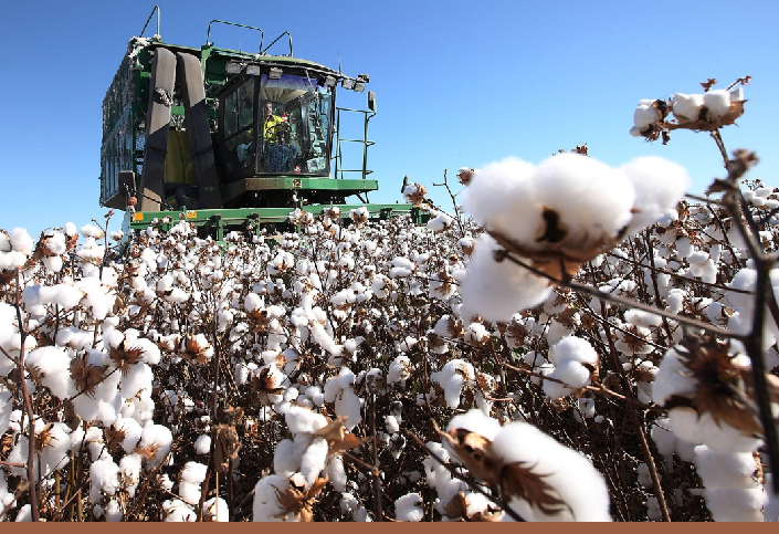 На 29 октября туркестанские аграрии собрали 422 тыс. тонн хлопка-сырца при средней урожайности 24,9 ц/га
