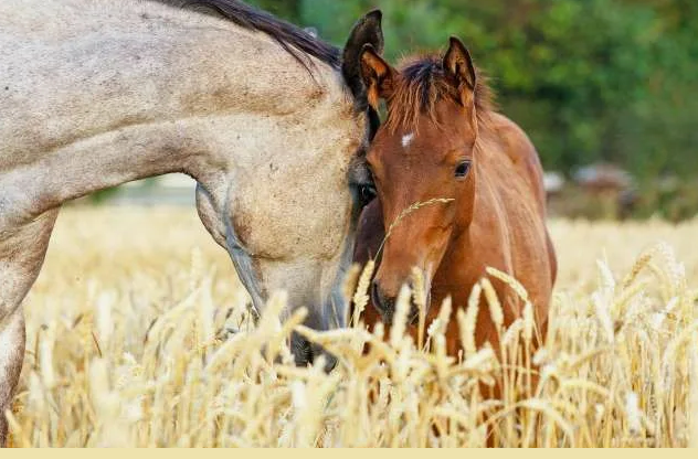 Расстрел лошадей на полях: Минсельхоз обещает решить проблему пастбищ в Казахстане