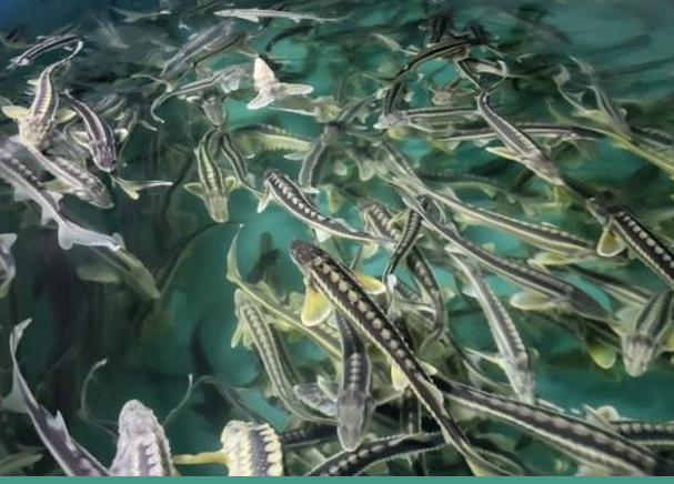 «Костанайский осетр» готов увеличить производственную мощность в 2 раза