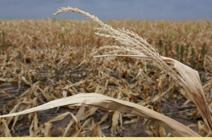 Казахстанским аграриям, застраховавшим посевы-2025 от засухи, выплачено 456,4 млн. тенге