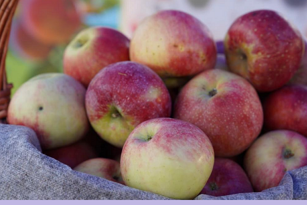 В Алматинской области ведется закладка сада по возрождению легендарного апорта