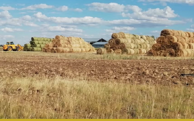 Казахстан заготовил рекордные 38 млн тонн кормов для зимы 2025–2026