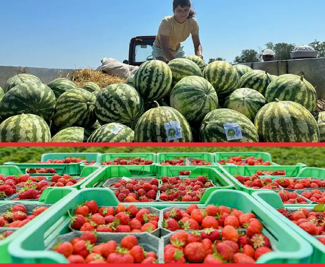 Фермеры Алматинской области собрали 309 тонн клубники и более 15 тысяч тонн арбузов