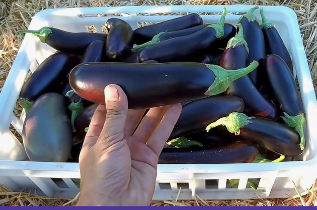 Аграрии Туркестанской области планируют собрать рекордный урожай баклажанов — 52 тысячи тонн