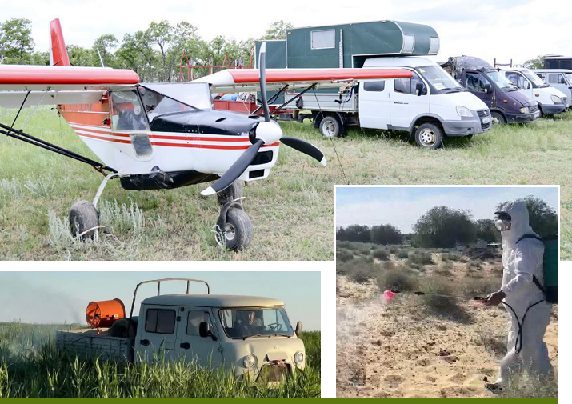 В 15 регионах Казахстана на 31 мая обработано от саранчи 844 тыс. га полей