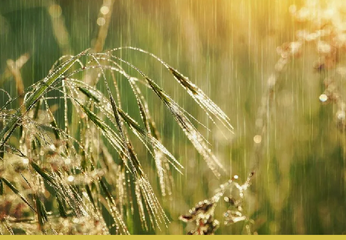 С 23 по 30 сентября в зерносеющих регионах Казахстана сохранятся сложные условия для уборки урожая